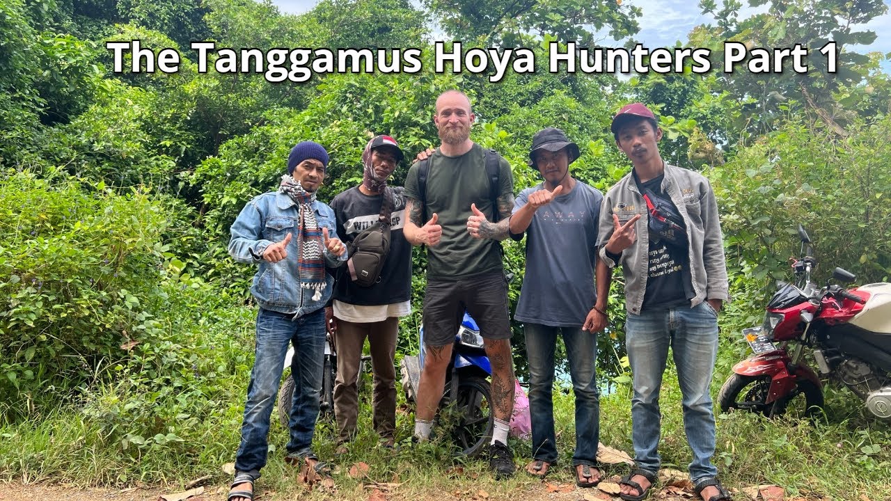 The Tanggamus Hoya Hunters Part 1
