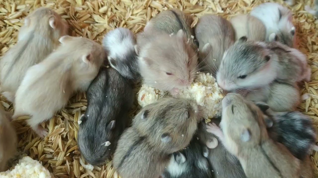 PANEN HAMSTER 🇲🇨 CARA MERAWAT INDUKAN & ANAKAN HAMSTER YG BARU DI PISAH
