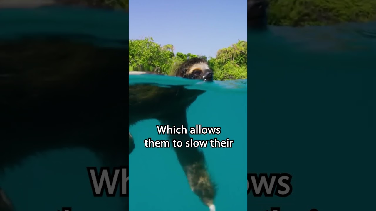 Slow pace even underwater