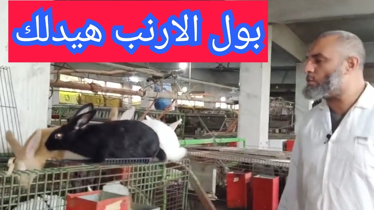 ارانب الخير شوف و تعلم الفرق بين الوان بول الارنب وخليك صنايعي،٢٨١