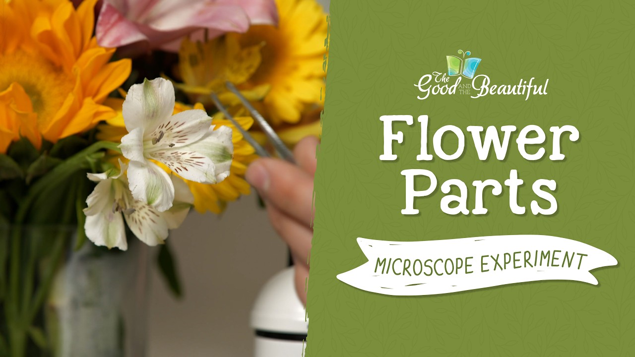 Flower Parts Microscope Experiment | Botany | The Good and the Beautiful