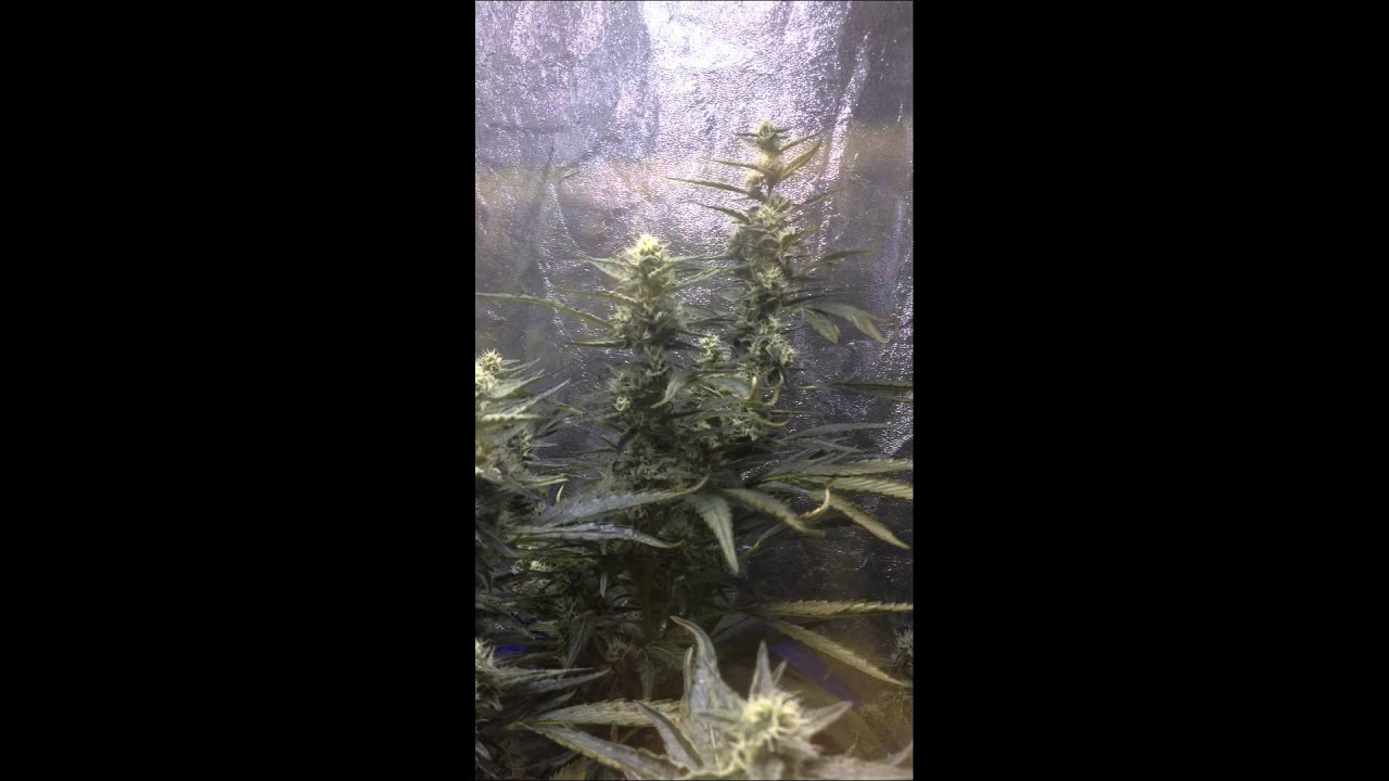 2015 Indoor Marijuana Mango Kush 400W 3x3 Grow