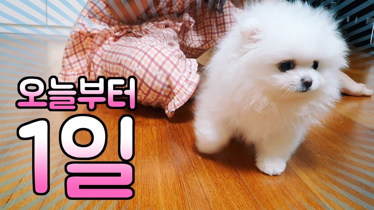 오늘부터 1일~! 간니닌니에게 동생이 생겼어요~ 내동생 솜이 Pomeranian vlog