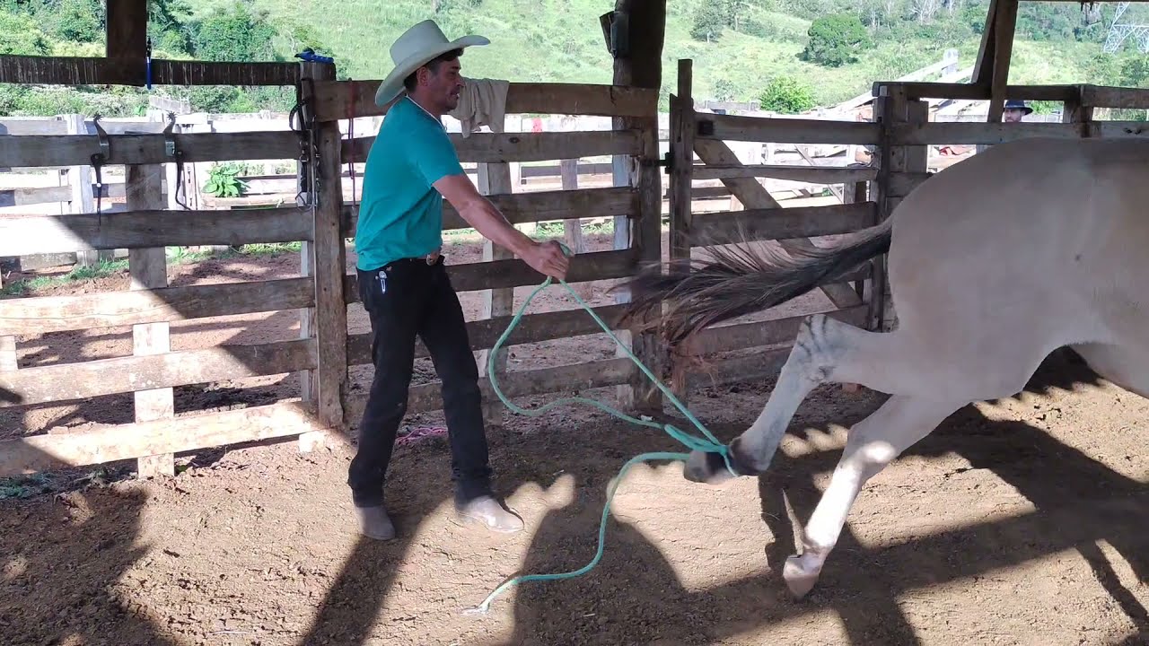COMO PEGAR NOS PÉS DE BURRO COICERO. BURRO PAIERO FAZENDA SÃO TOMÉ ALEXÂNIA-GO