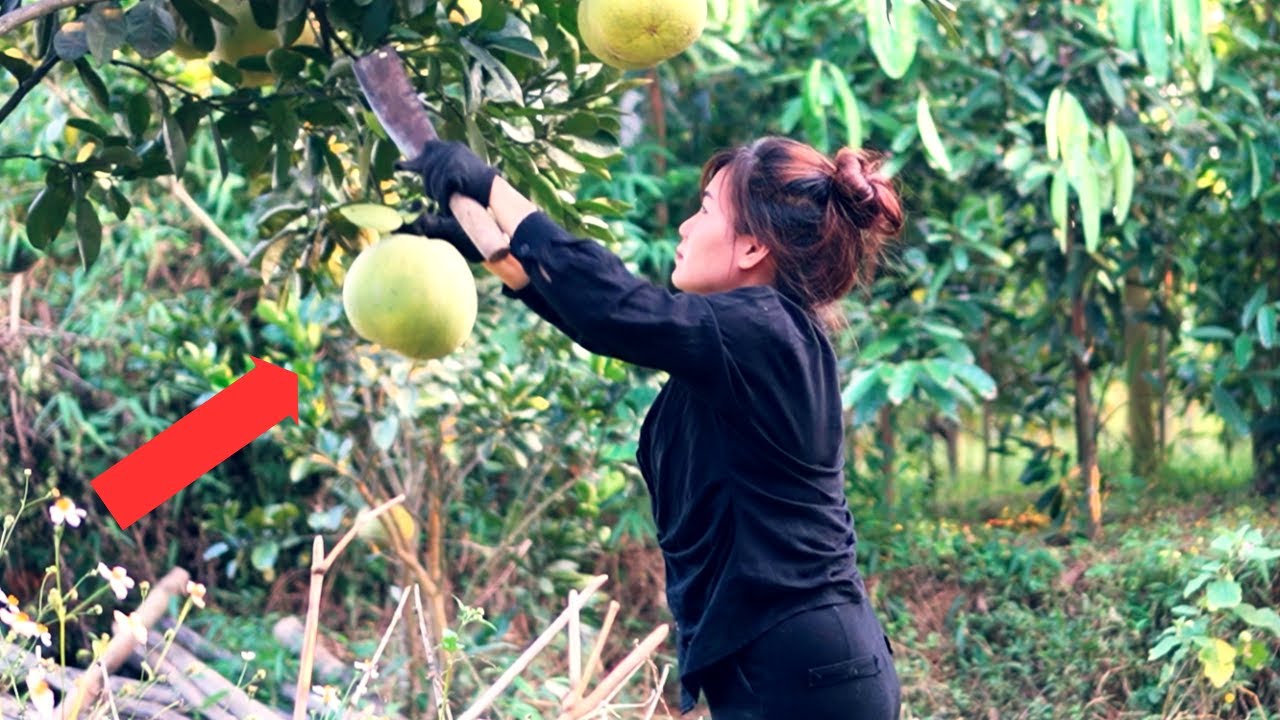Harvesting Grapefruit Going To The Market To Sell, Sowing Vegetable Seeds and Gardening