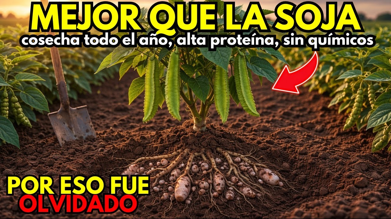 La planta con más proteínas que la soja y la carne: cinco alimentos en uno: ¿por qué se olvidó?