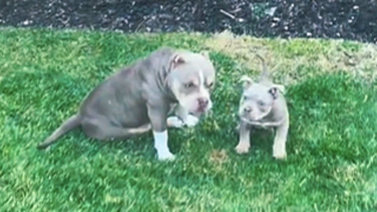 Woman Didn't Want This Blind Puppy  What Happened Next Will Shock You