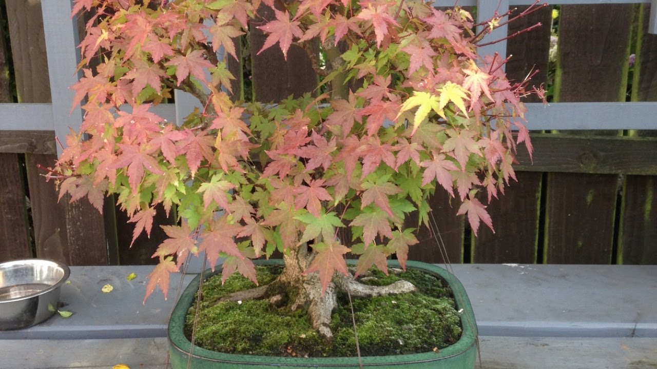 Defoliation on Maples....yes, no or partial? Live Stream with Peter Warren