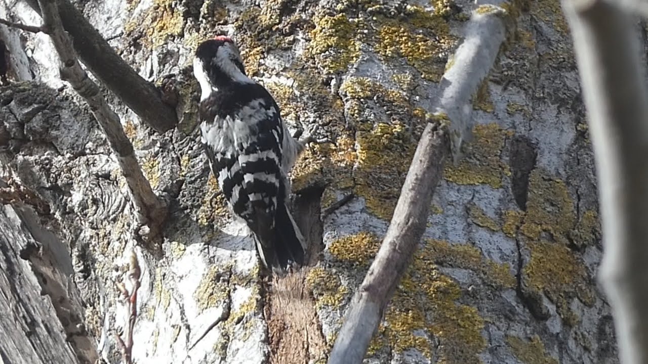 PICO MENOR UN PEQUE&Ntilde;O TALADRO CON PLUMAS  Lesser Spotted Woodpecker   (Dryobates minor)  4K