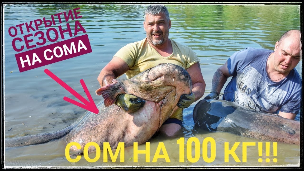 Ловля сома весной. Сом на 100 килограмм. Рыбалка на сома на растяжку