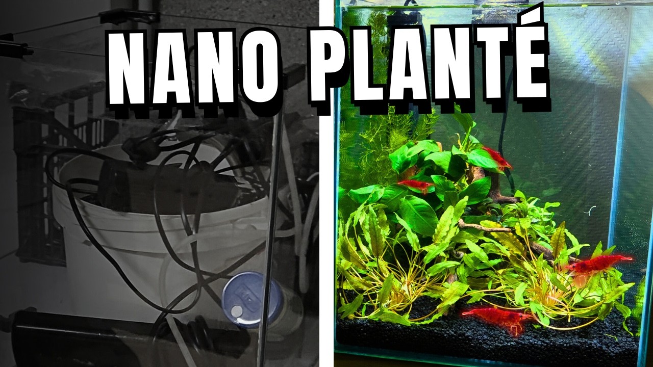 Sauvetage d'un aquarium: Peut-on le rendre incroyable ?