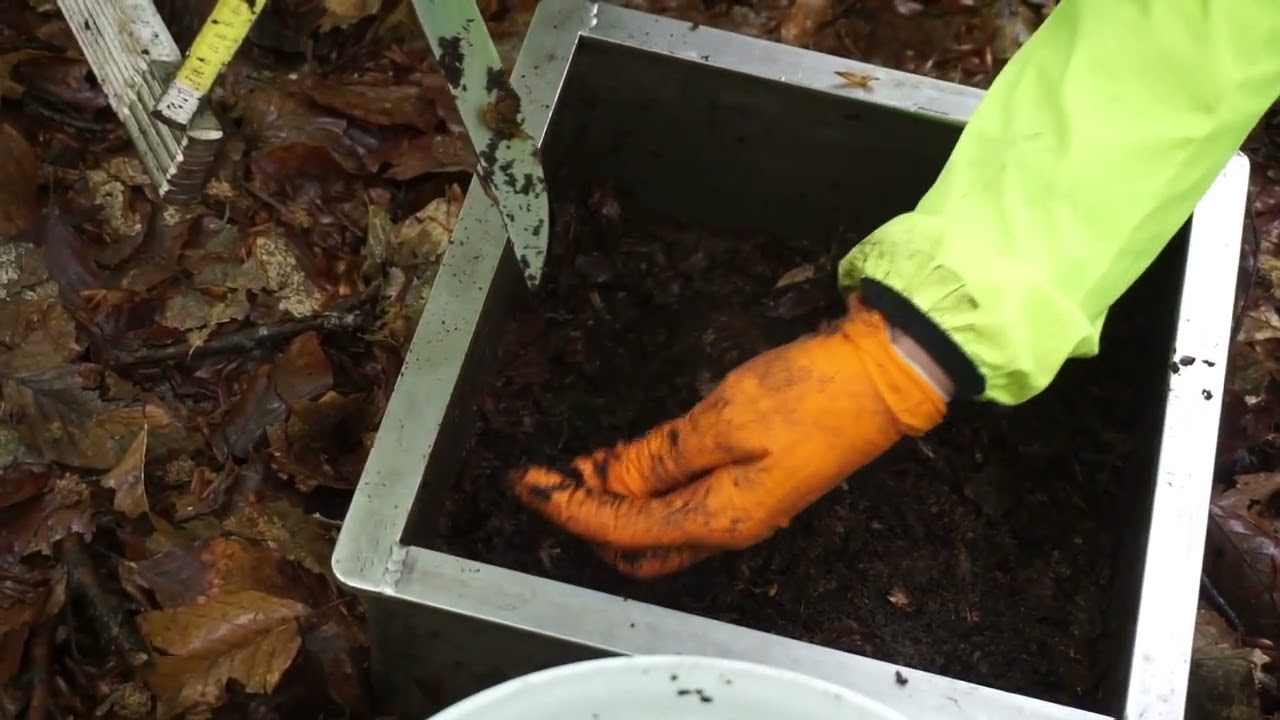Sampling the forest floor - WILDCARD project soil sampling - Video 1/5
