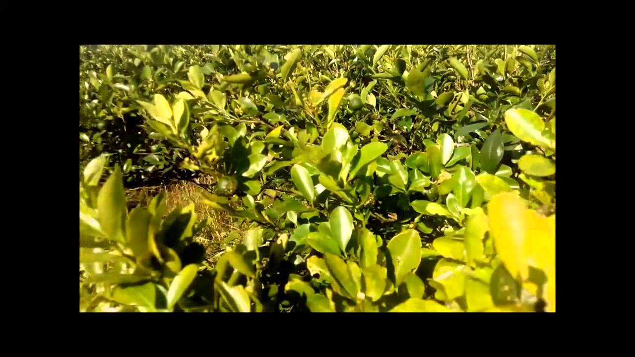 PAKISAMA Calamansi Productivity Study Tour