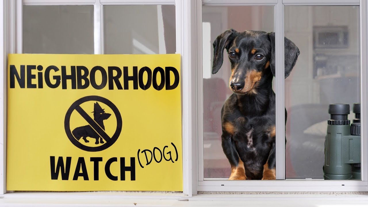 Ep 26: Dachshund on Neighborhood Watch Duty — Catches the Bad Dog!
