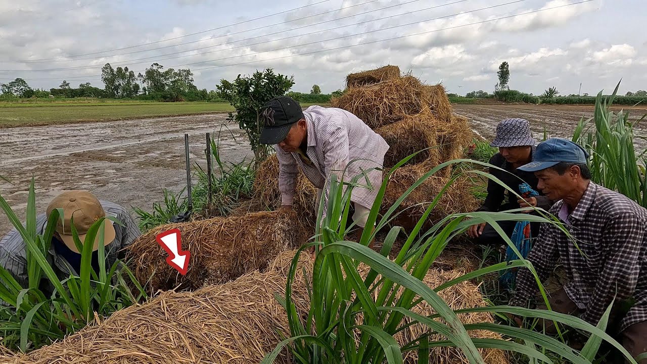 Nó Nằm Trong Đây Nè Nó Bự Nha | Mười Thương Săn Bắt