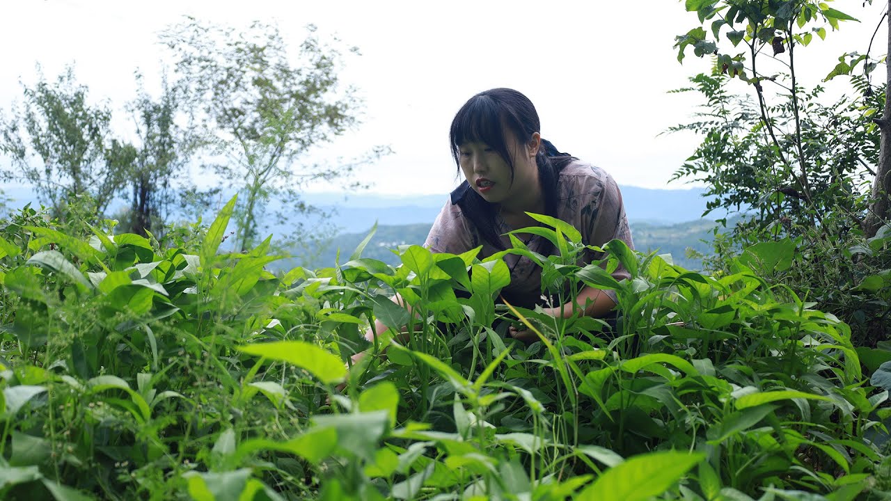 Water Spinach 采了些地木耳和空心菜，做3道翠綠晶瑩、香氣四溢的家常美味！【余小鄉】