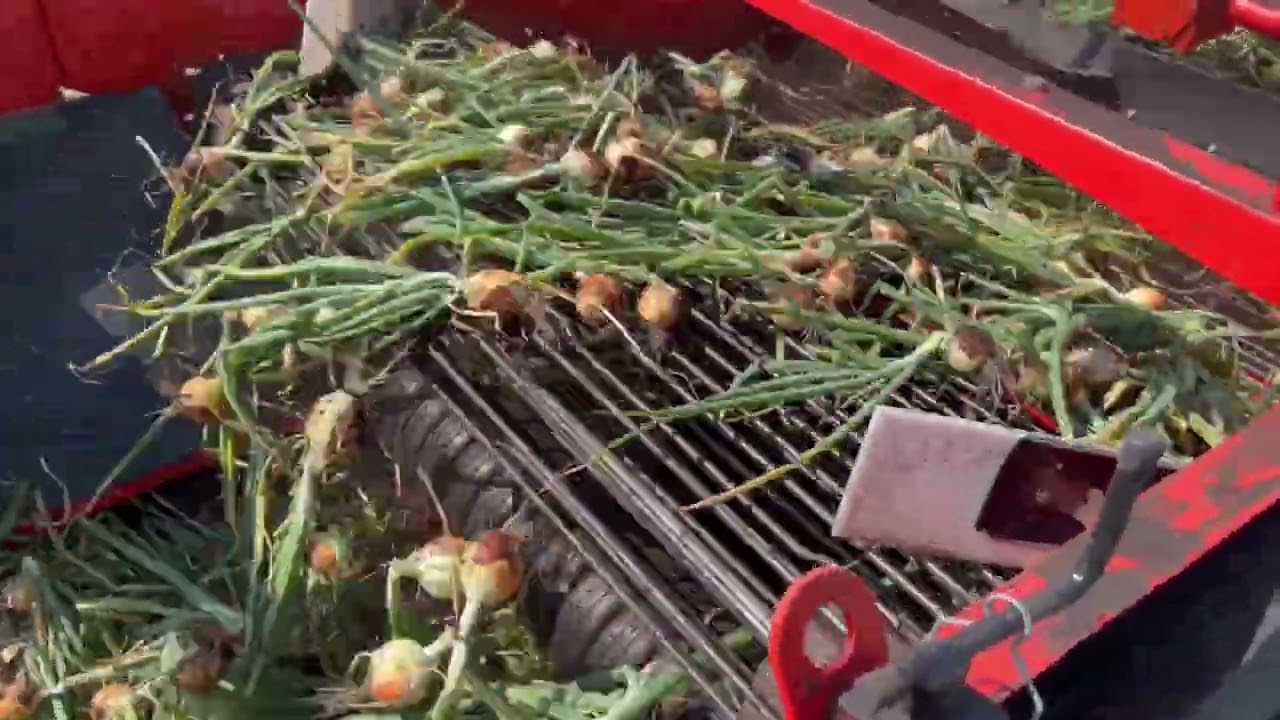 SP onion - Onion digger by CHECCHI & MAGLI