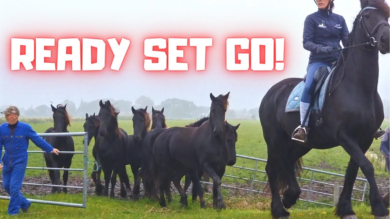 Ready Set Go!! Time to bring in the young horses | Friesian Horses