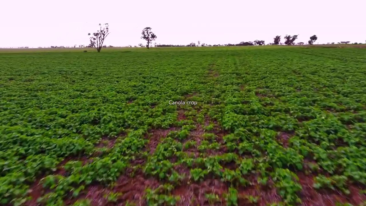 Canola crop inspection
