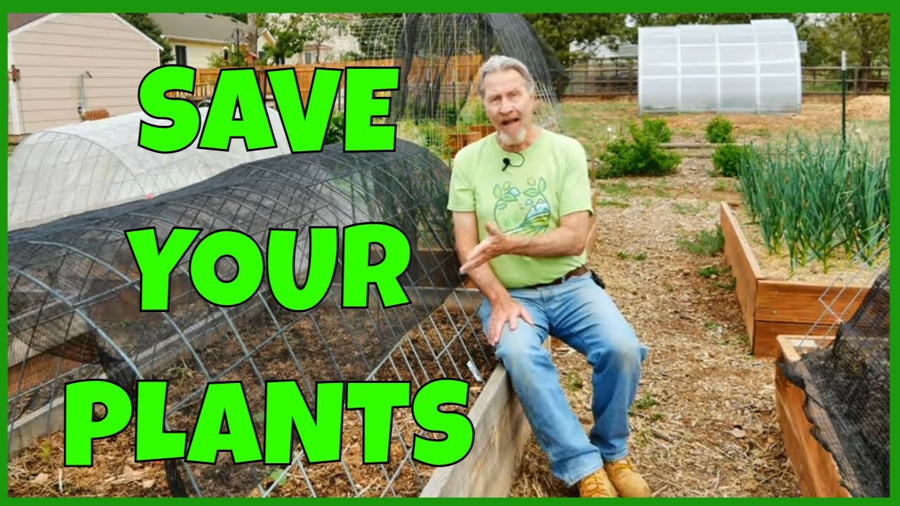 How to Protect Your Plants From Weather