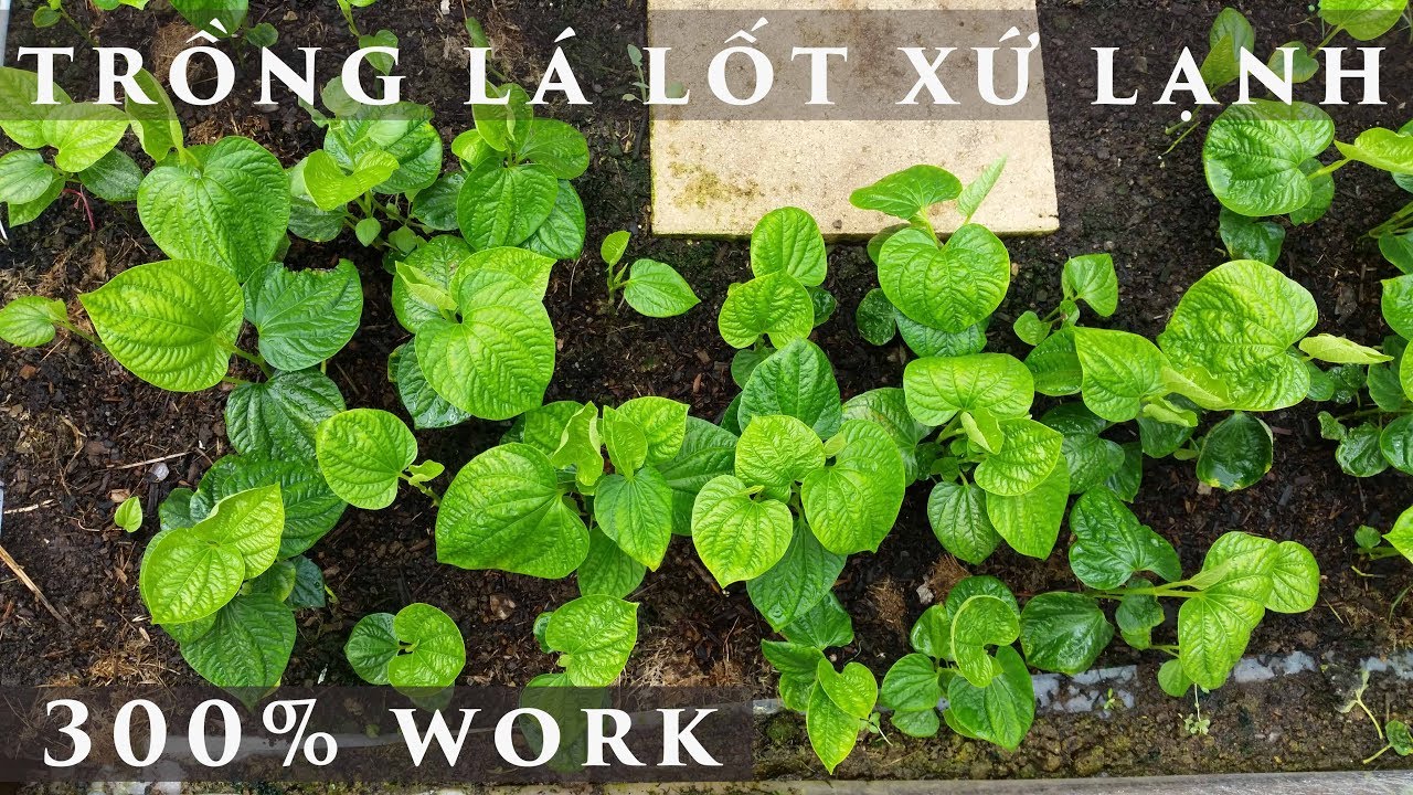 TRỒNG LÁ LỐT XỨ LẠNH - Piper Lotlot - toan trinh trồng rau