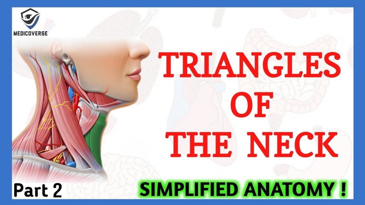 Triangles Of Neck Anatomy | Topography of Neck | Neck Muscles Anatomy | Part 2