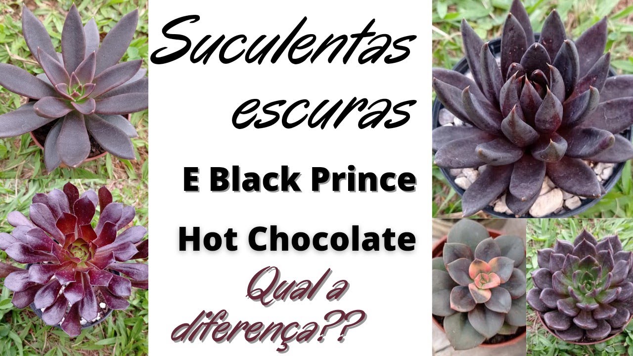 Suculentas escuras, e as diferenças da Black Prince e da Hot Chocolate