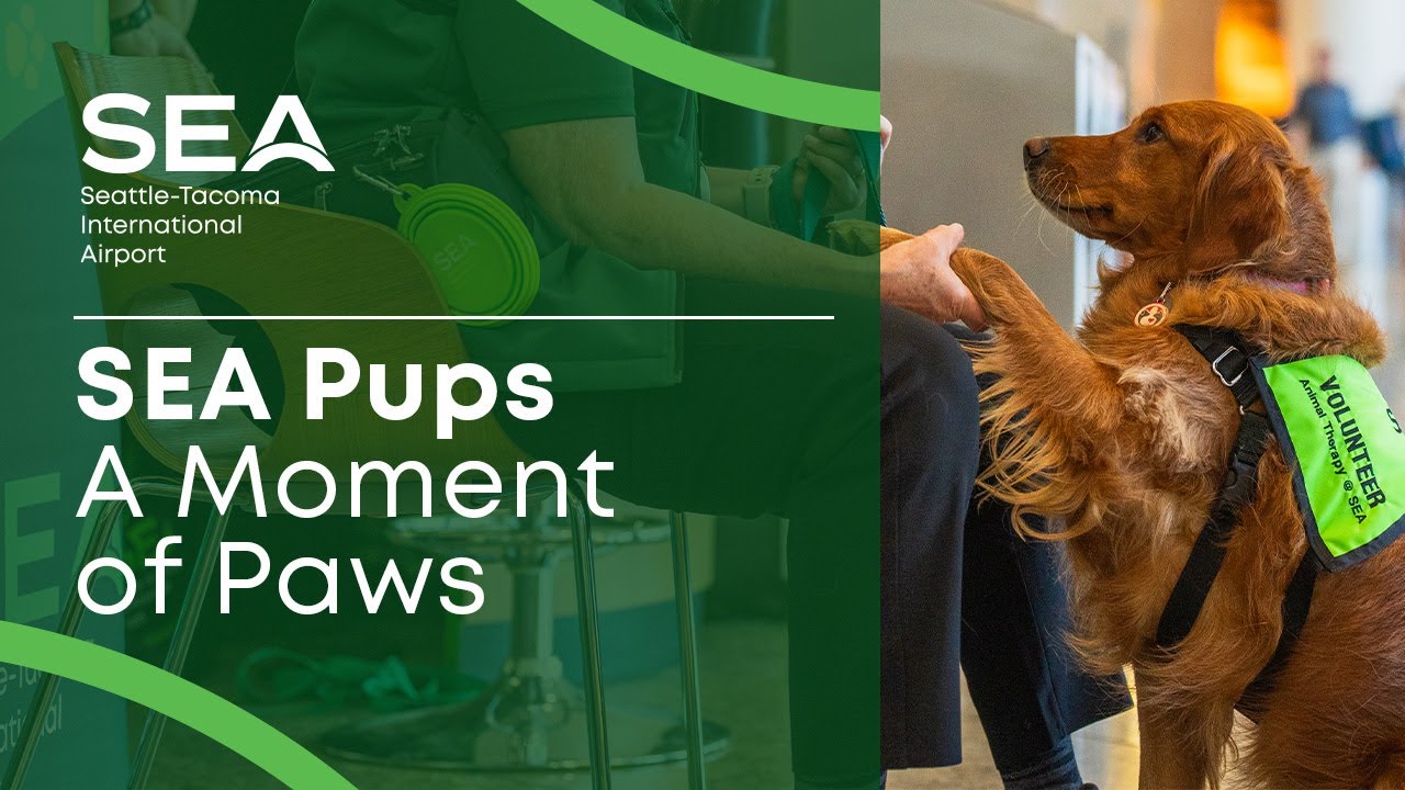 A Moment of Paws | How SEA Pups Bring Calm to the Airport