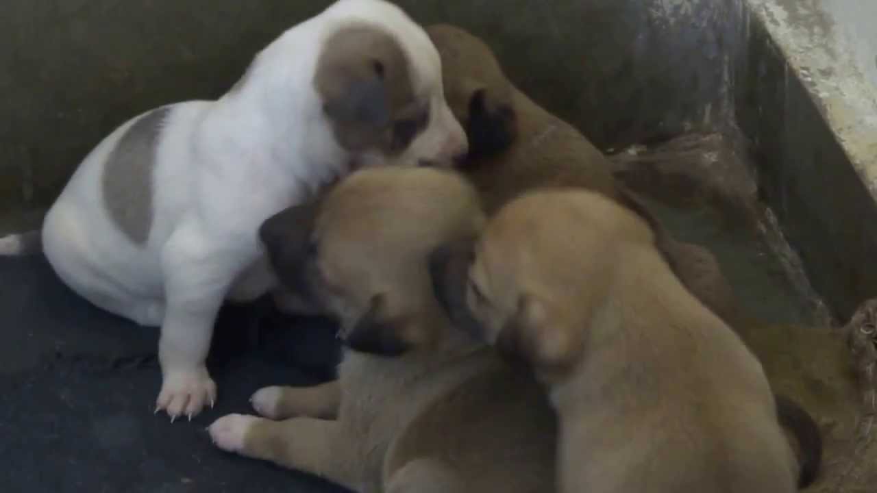 Street dog puppies.