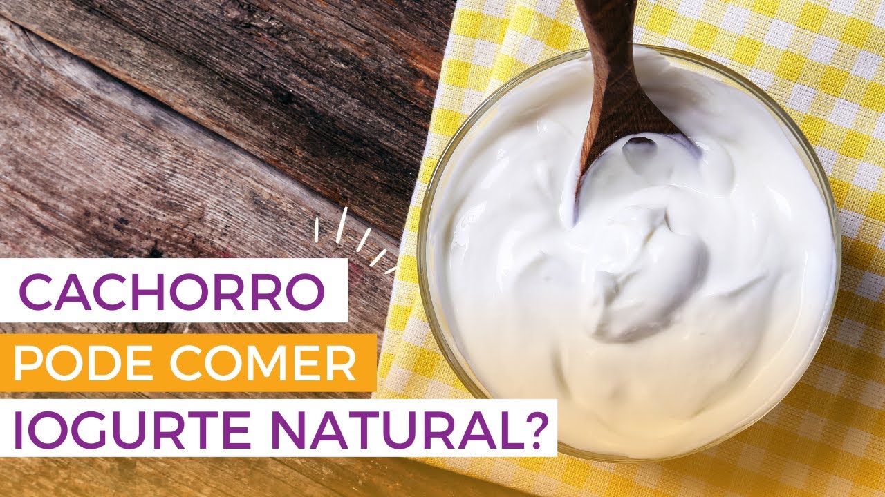 C&atilde;es podem comer iogurte natural? | C&atilde;es podem beber iogurte natural?
