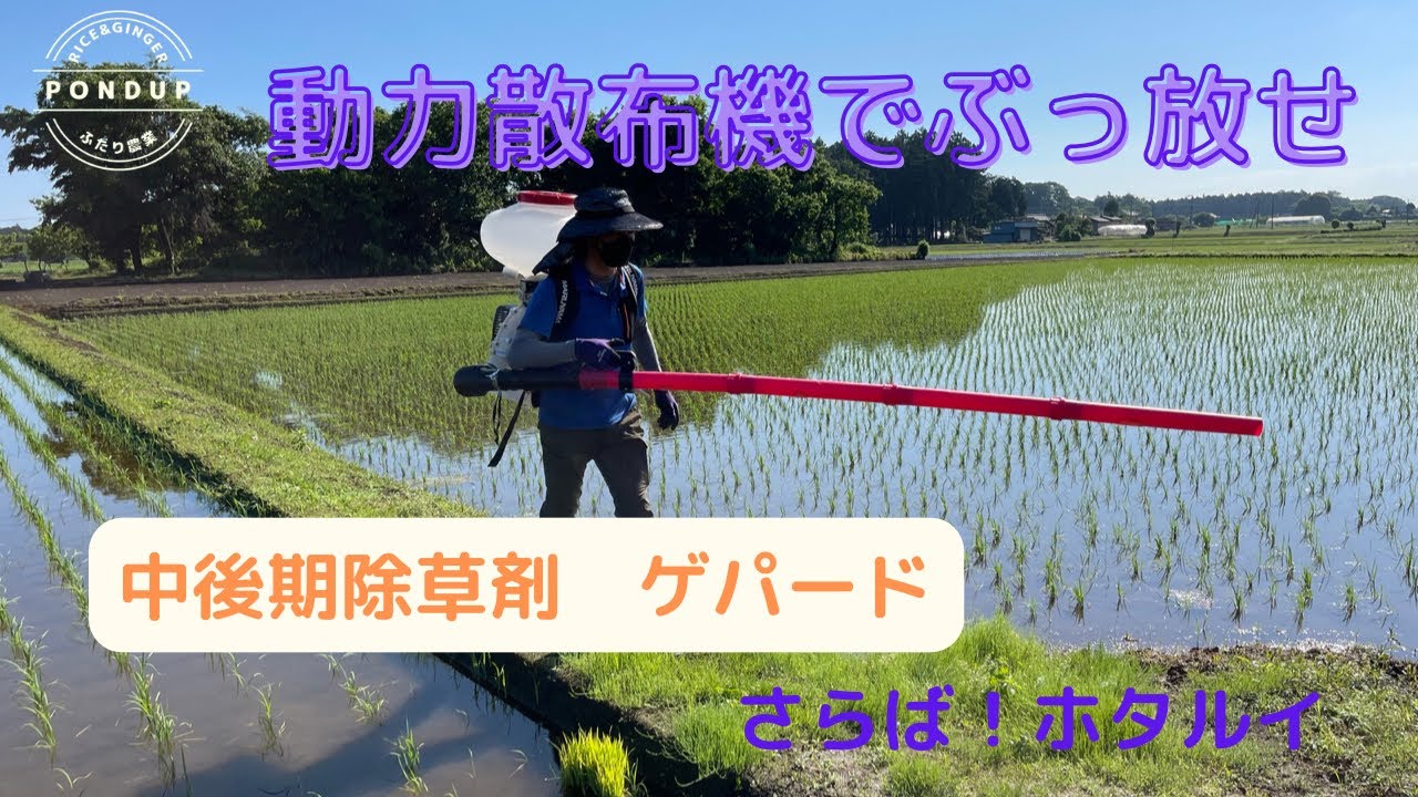 【丸山MDJ7000】動力散布機で中後期除草剤散布　ゲパードでさらばホタルイ