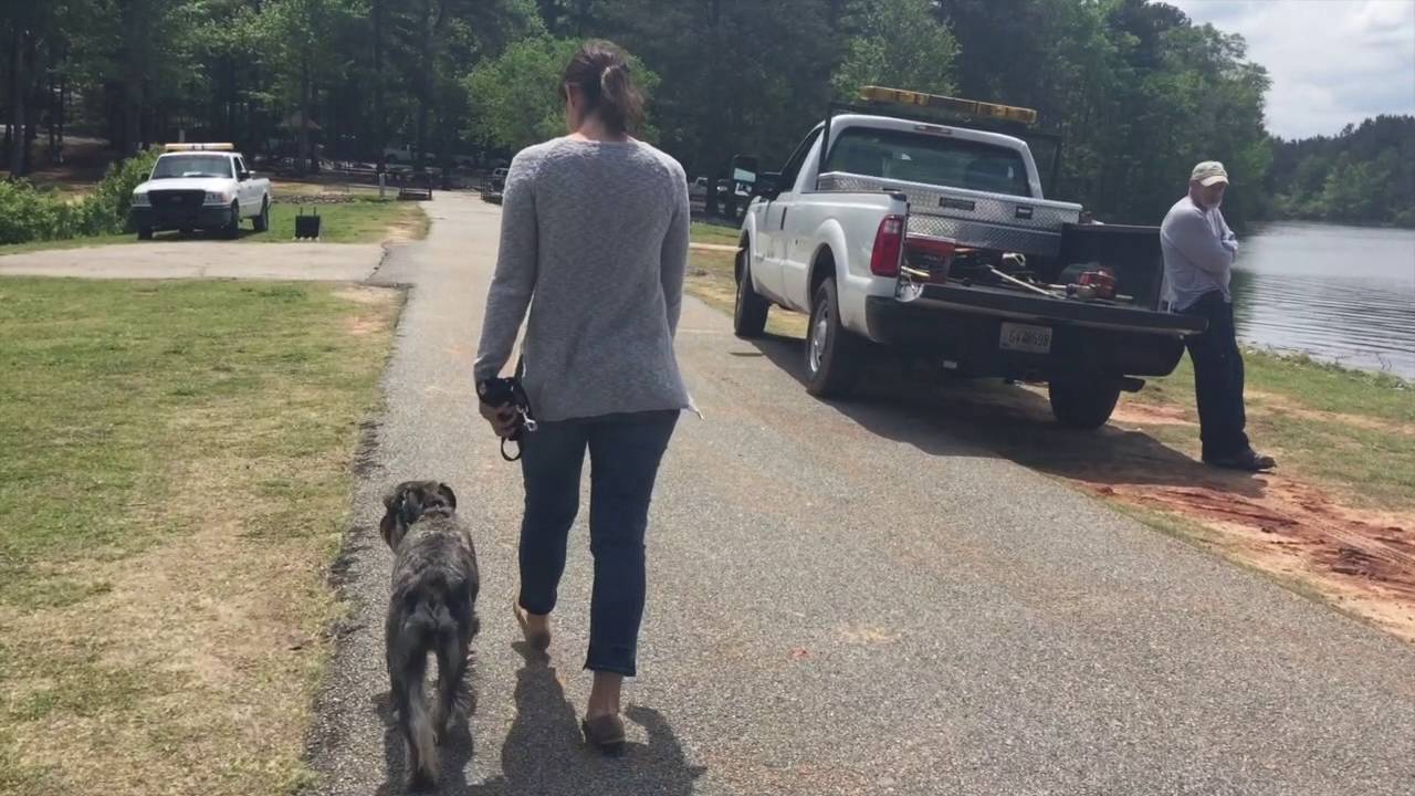 1.5 Year Old Standard Schnauzer "Jayme" Before/After Video | Great Georgia Dog Trainers