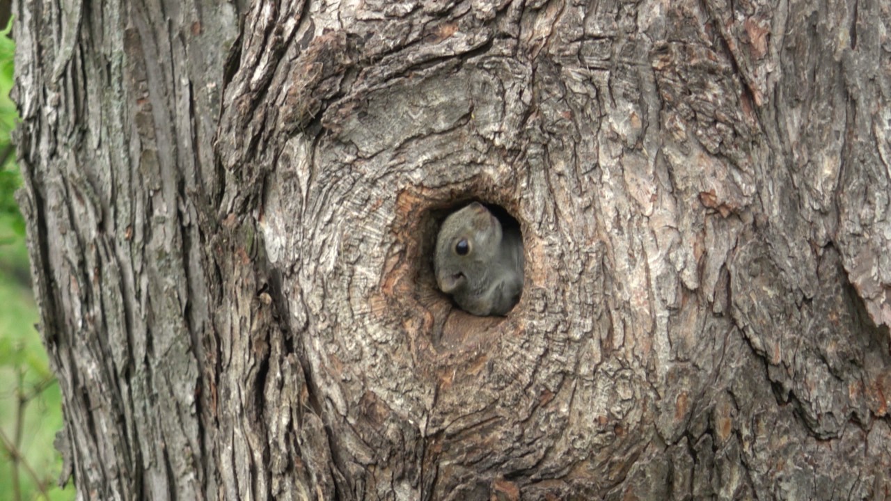 Baby Squirrels