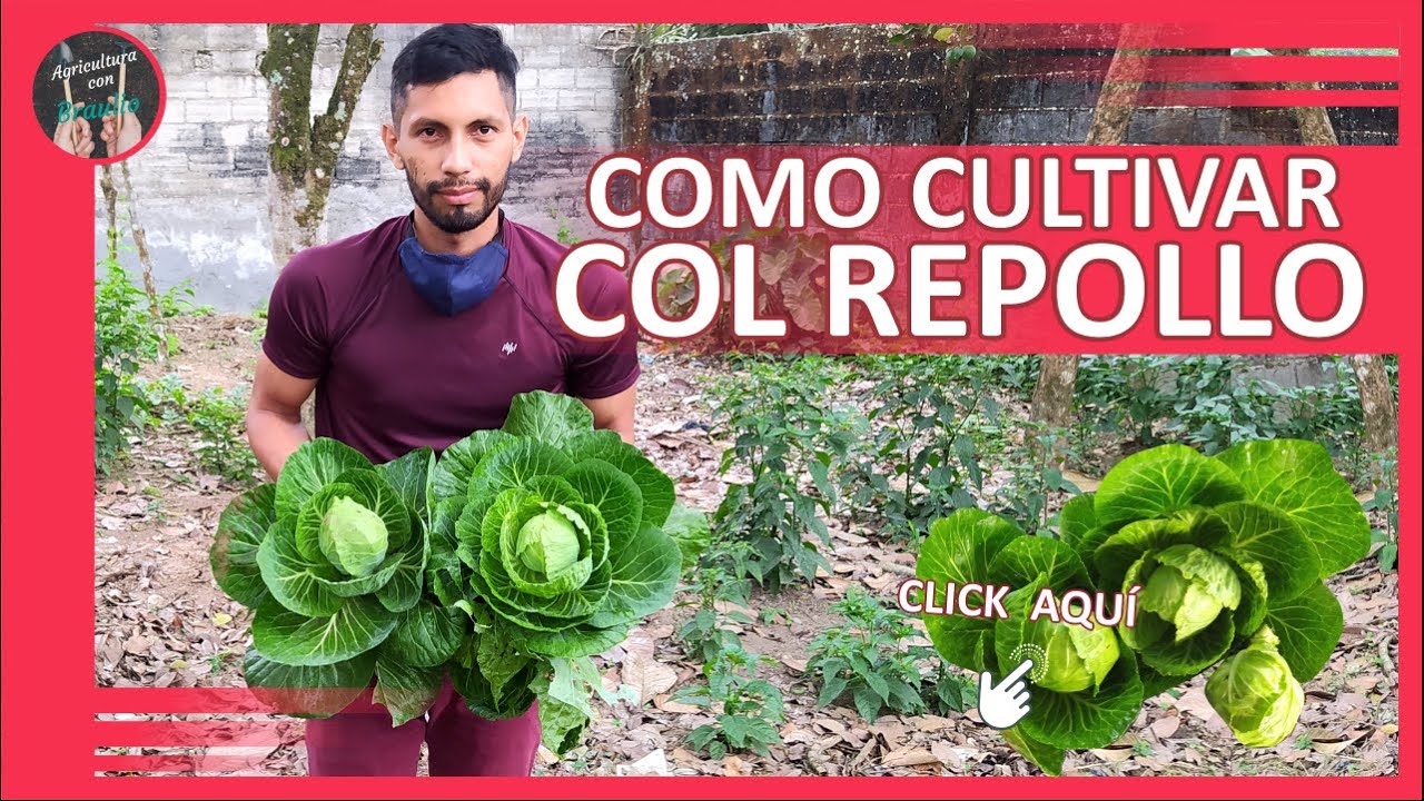 Como Cultivar COL REPOLLO Proceso Completo Siembra Crecimiento Cosecha🌱🌱 🥬 🥬 🥬🏠2021