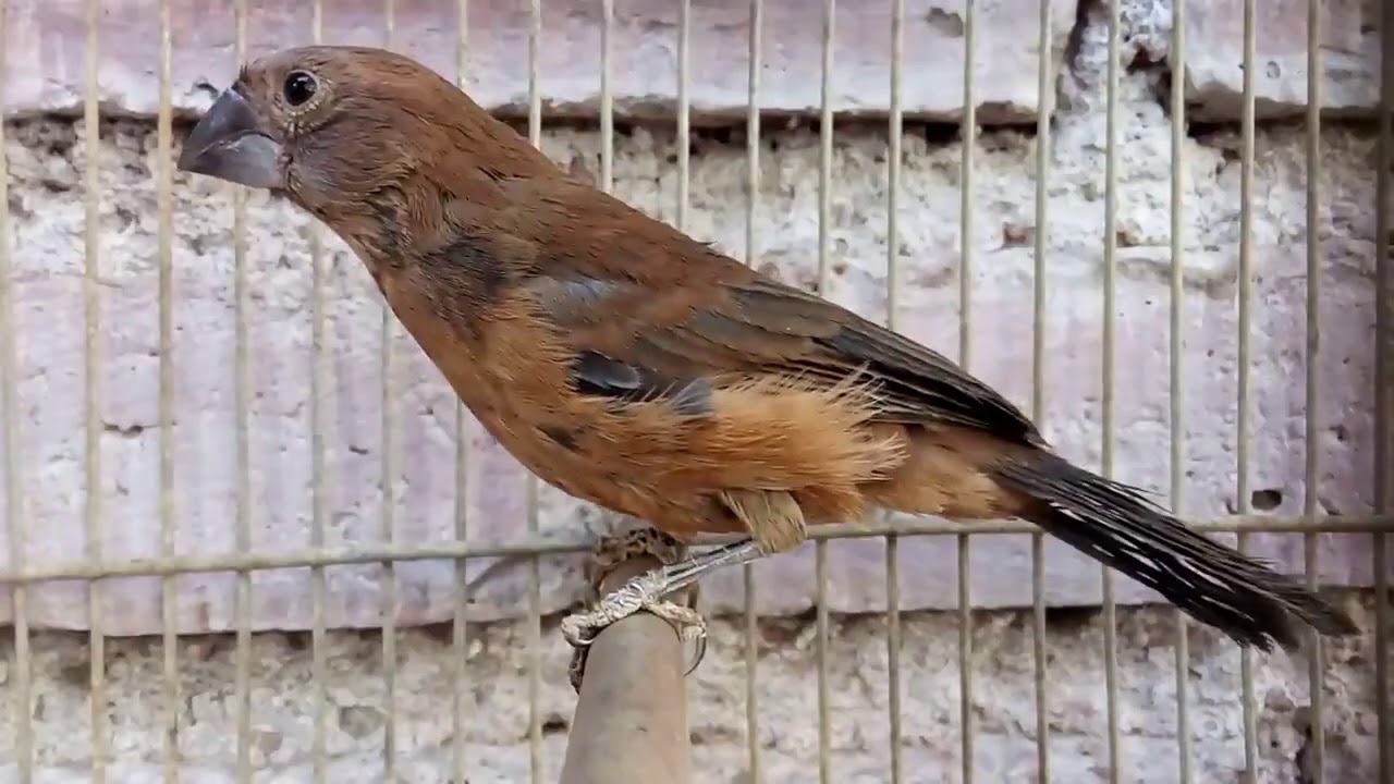 REINA MORA-Cyanocopsa Brissonii-¿Cuánto tiempo demora un pichón en obtener el color azul?PARTE 1