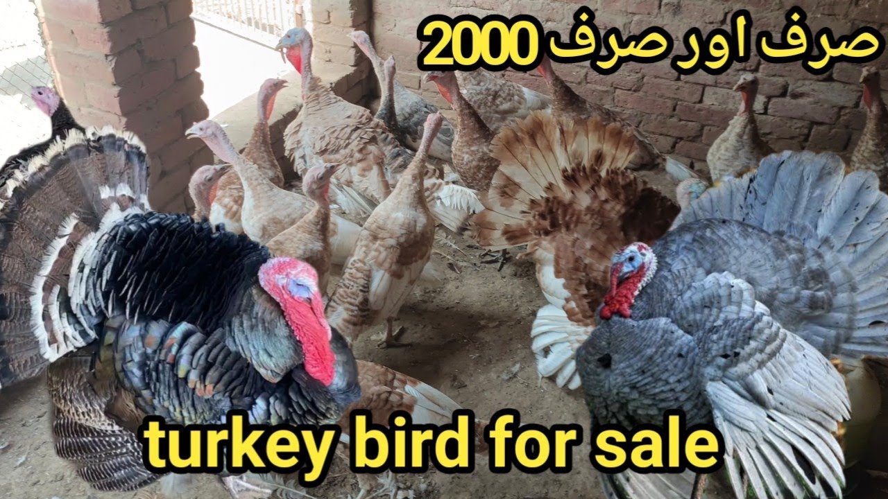 Turkey bird farming in Pakistan | bilow slate ring neck white Golden red | Turkey bird price