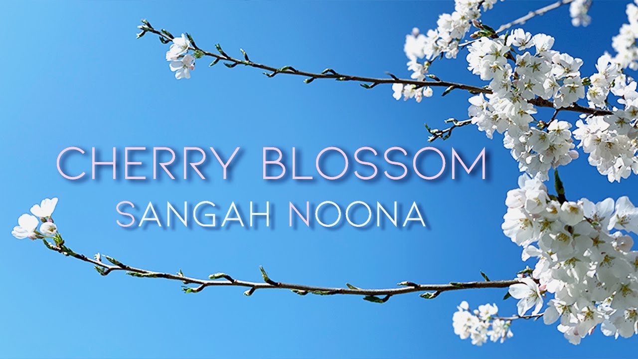 Cherry Blossom by Sangah Noona