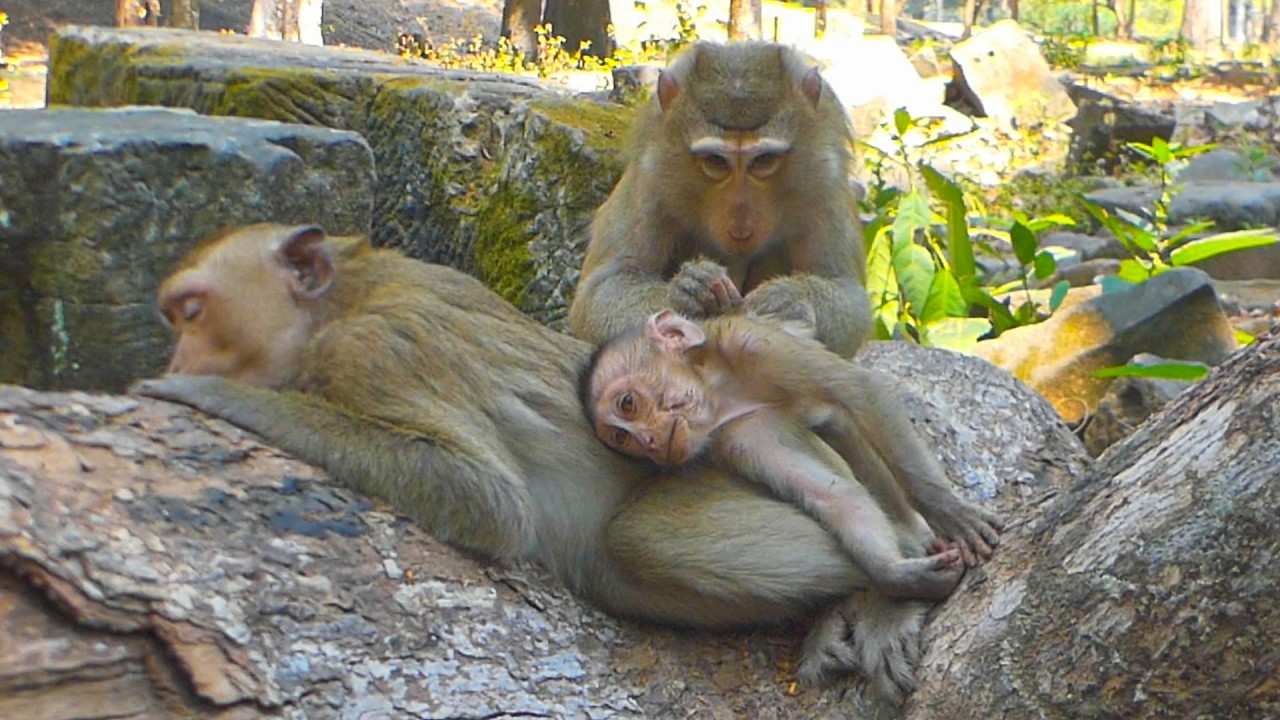Katrina relaxes with her son Kenzo and her daughter Kendra, Heartwarming monkey family today