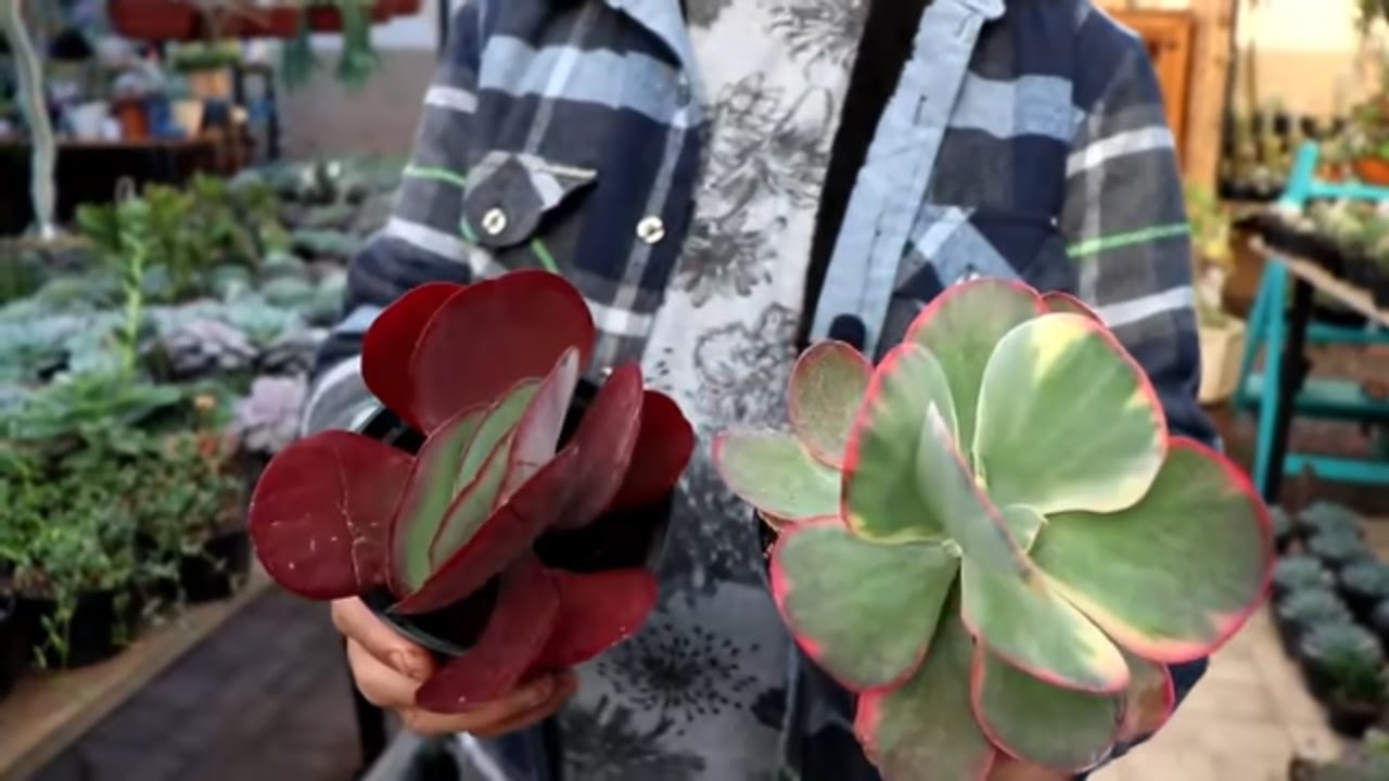 SUCULENTAS  MUITO  PARECIDAS