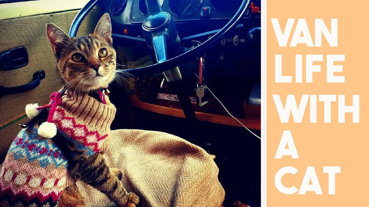 How to van life full time with a cat | All you need to know