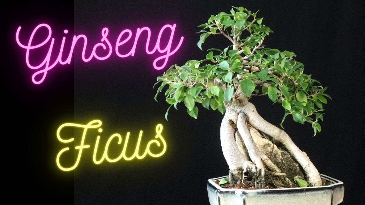 Ginseng Ficus Bonsai Tree 6 years of progress Ficus Microcarpa
