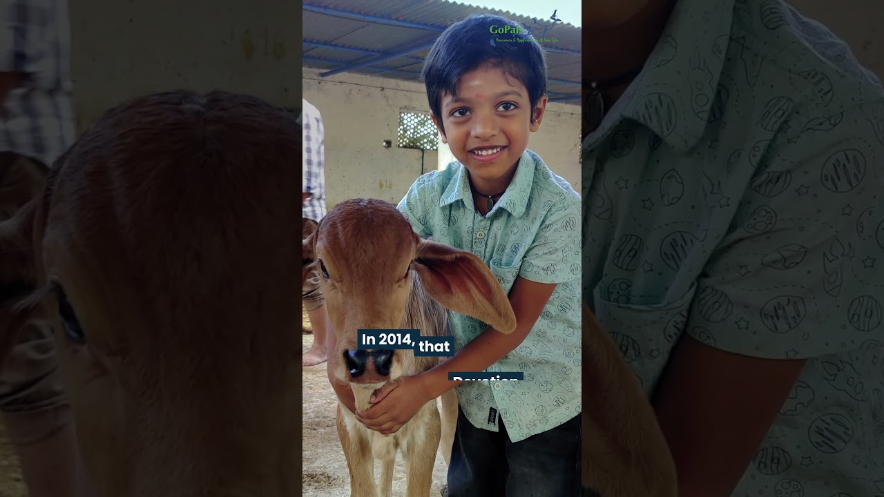 Ramana Maharshi, Cow Lakshmi & the Spiritual Roots of Sustainability | GoPals