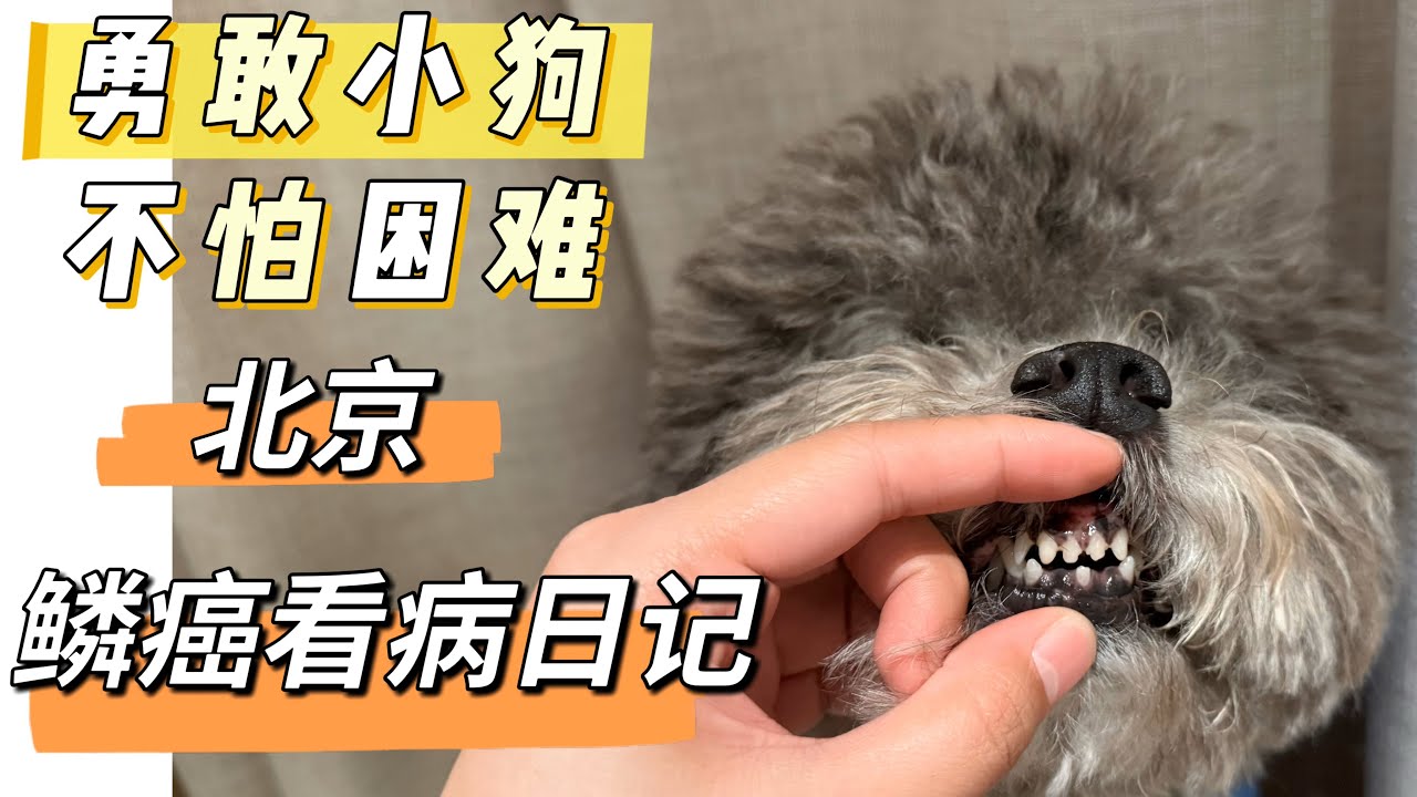 勇敢小狗不认输！和病魔战斗的每一步，妈妈都陪你一起闯