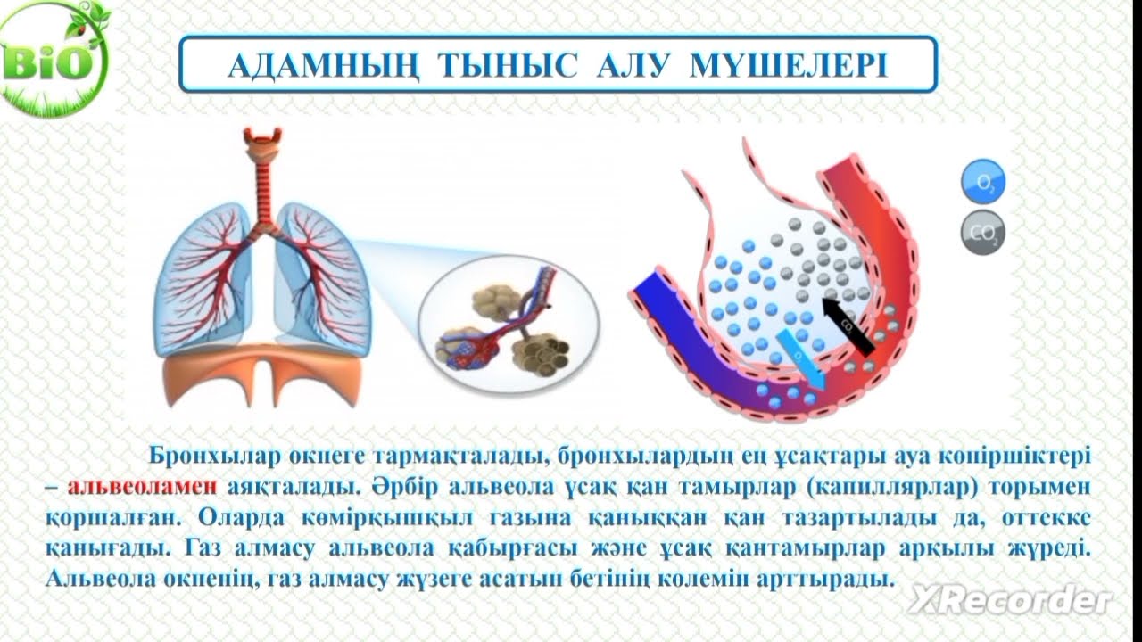 Адамның тыныс алу мүшелері  #rek #breathing #тынысалу #бронхит #астма #туберкулез #өкпе #өкпеобыры