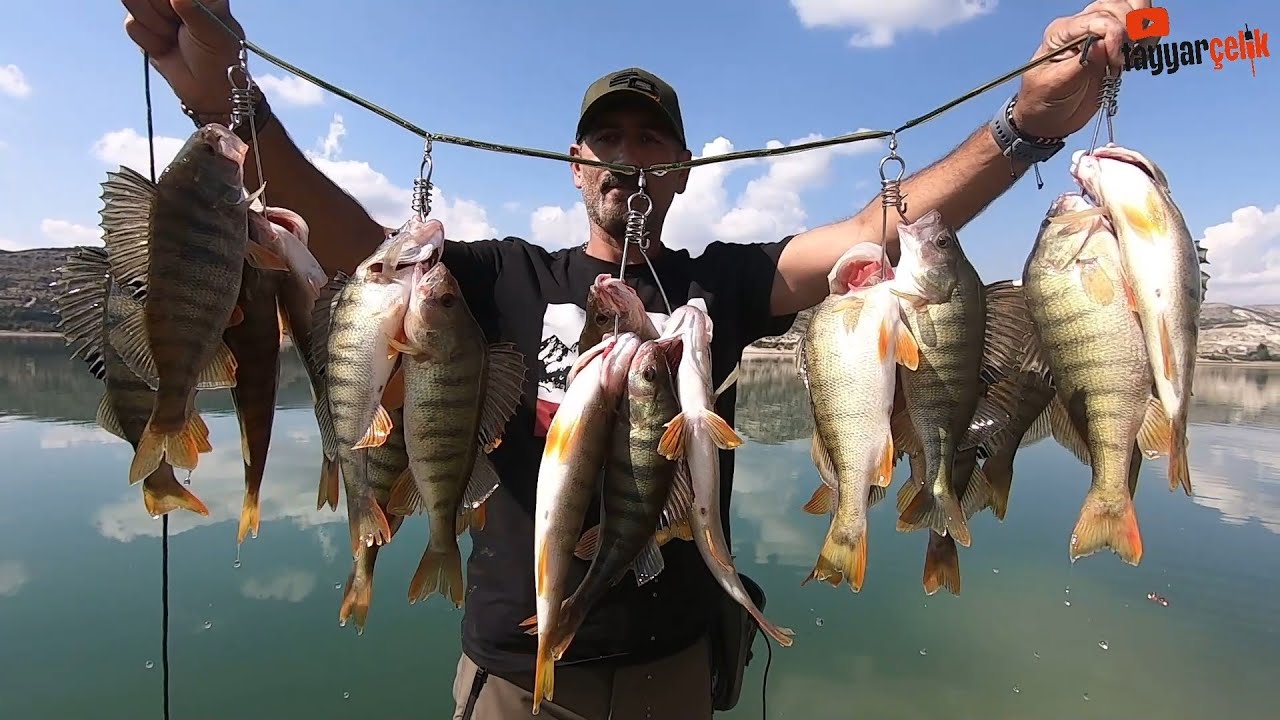 Perch Balık Avı 🎣 DropShot Tekniğiyle Balık Avlama: Çocuklar İçin Eğlenceli Bir Deneyim!