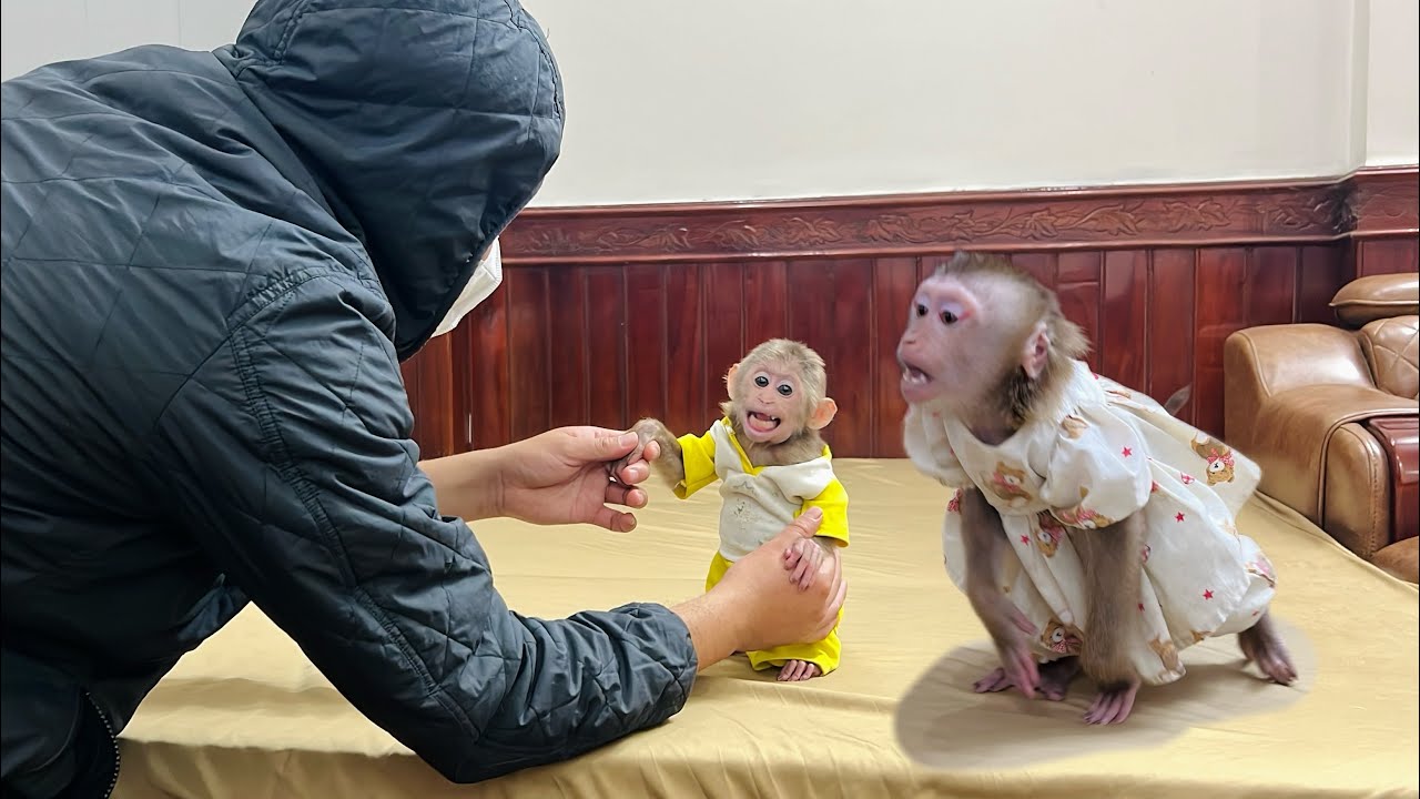How did monkey Tina react when Xuka the monkey was kidnapped?