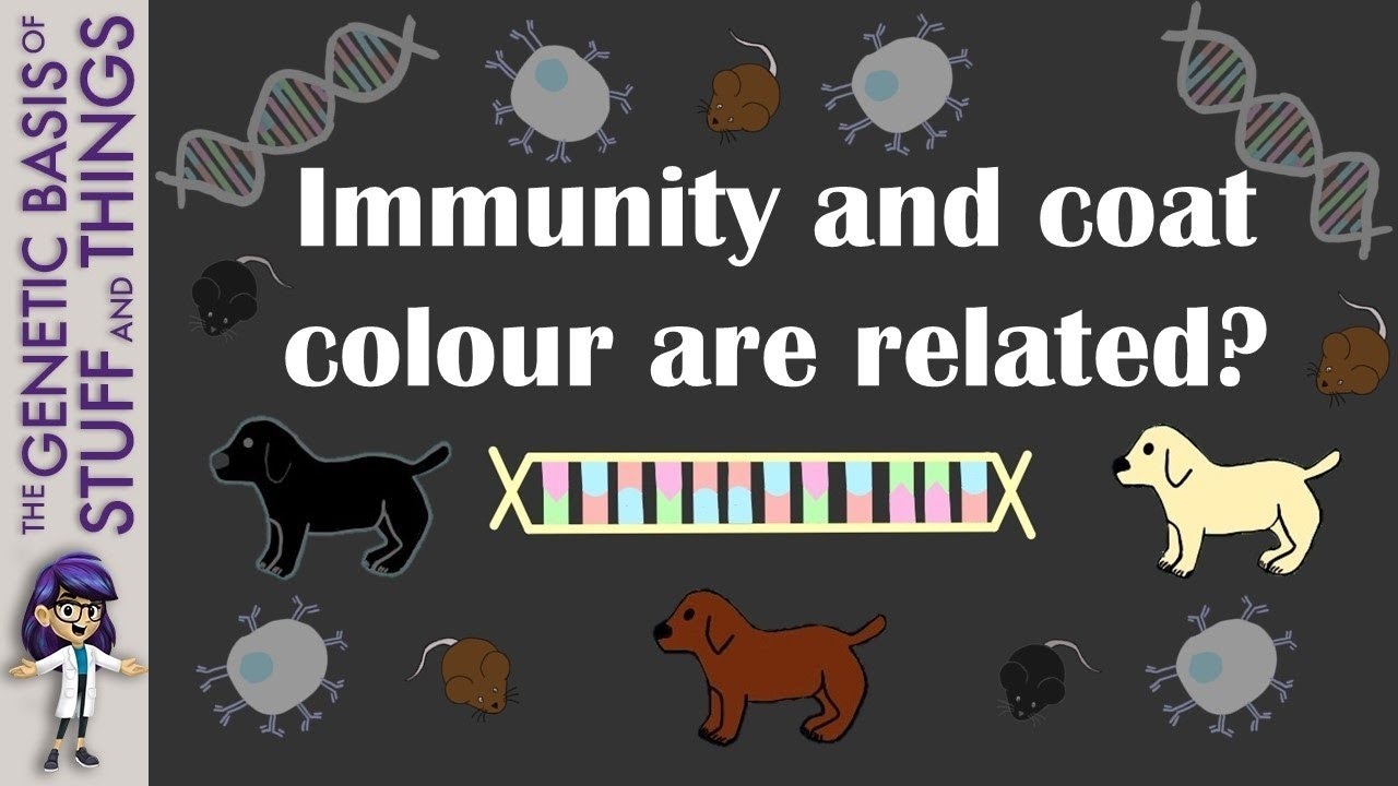 Immunity genes also control a dog’s coat colour?