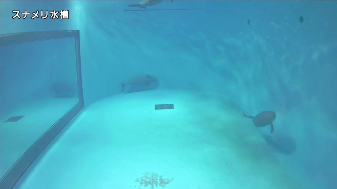 みやじマリン　スナメリ水槽