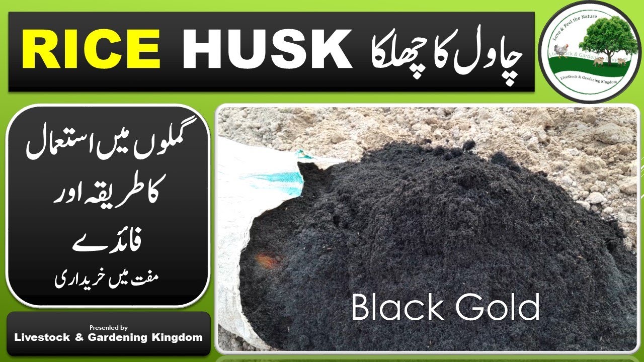 Rice Husk (chawal ka chilka) usage in gardening چاول کا چھلکا  ||Livestock & Gardening Kingdom