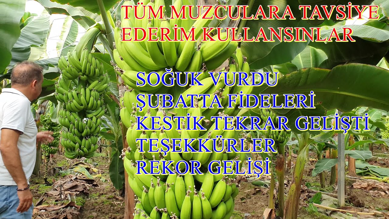 Manavgat- Muz Seralarında Soğuk Hasarlarının Giderilmesi Don Hasarı